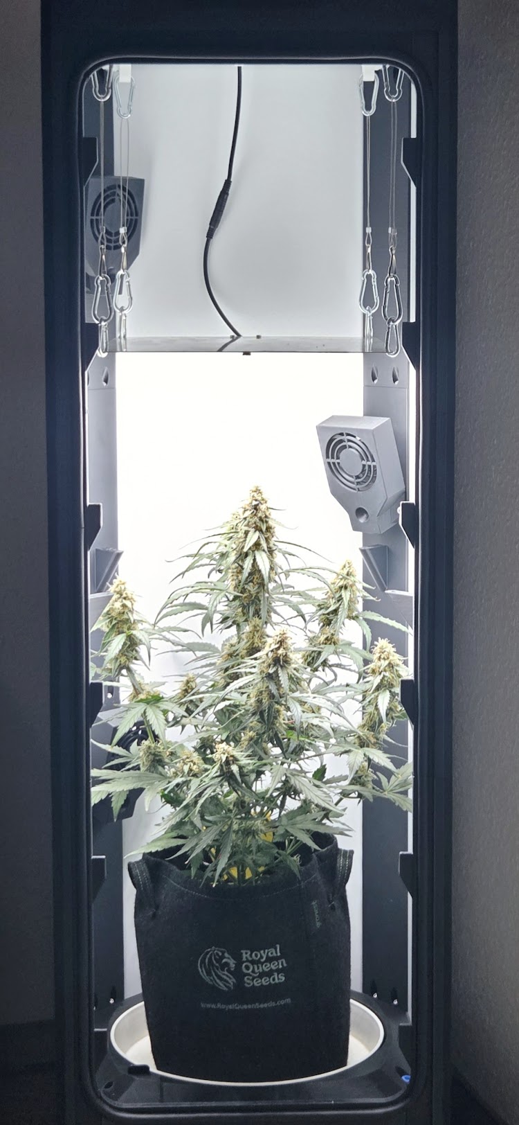 Growix Detail 1